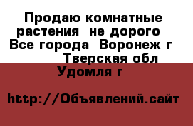 Продаю комнатные растения  не дорого - Все города, Воронеж г.  »    . Тверская обл.,Удомля г.